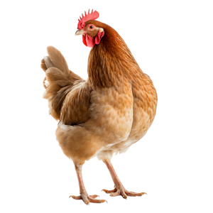 Animal Protein
