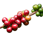 Coffee and Tea